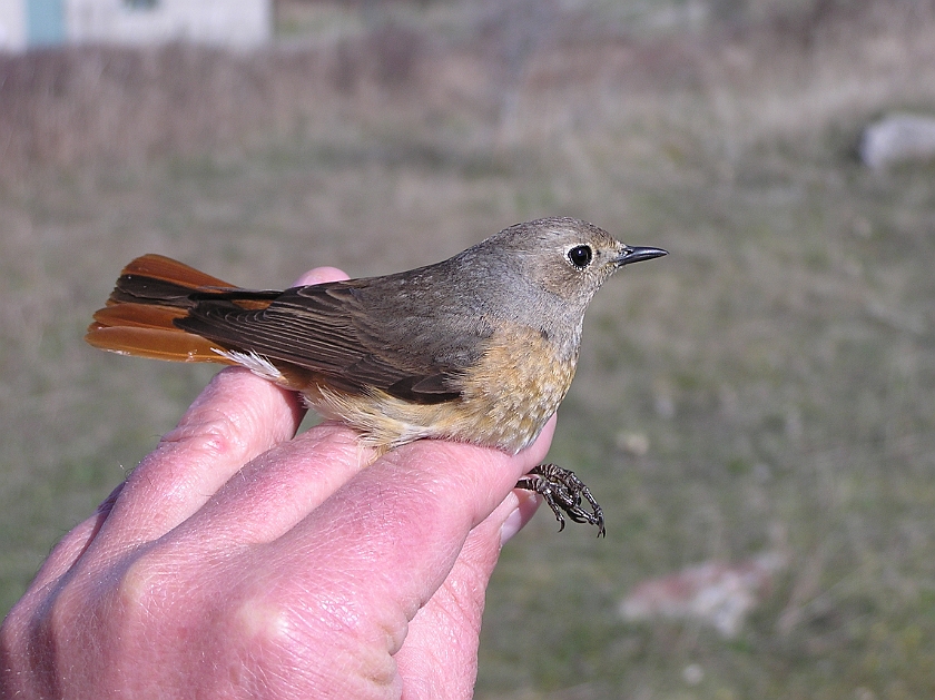 Common Redstart, Sundre 20050507